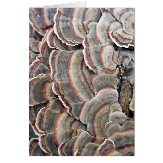 Gray and Burgundy Fungi Ripples (Front)