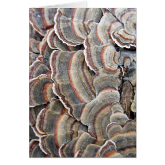 Gray and Burgundy Fungi Ripples Cards
