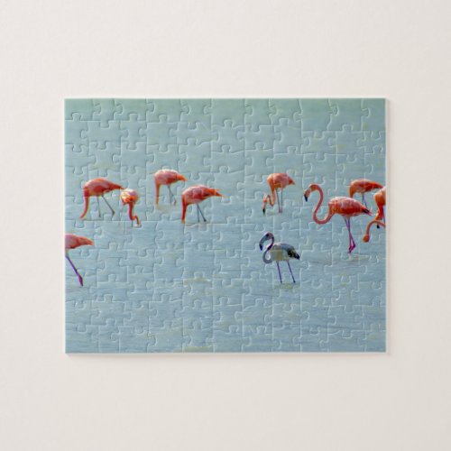 Gray and pink flamingos flock in lake jigsaw puzzle