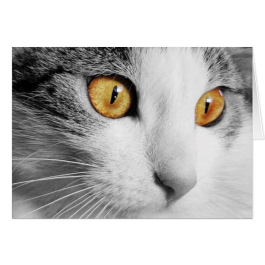 Gray and White Cat Cards (Front Horizontal)
