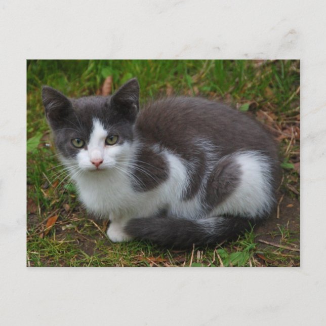 Gray And White Kitten Postcard (Front)