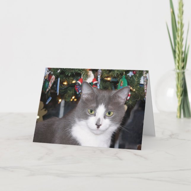 Gray and white kitty Christmas Holiday Card (Front)