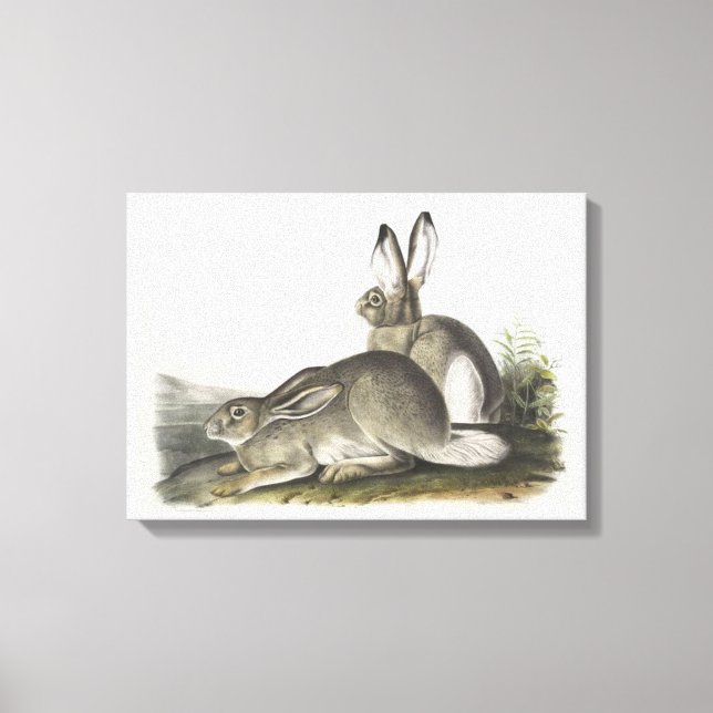 Gray and white Male & Female Hare Digital Art  Canvas Print (Front)