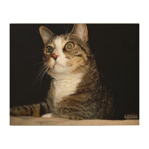 Gray and White Manx Cat Wood Canvas