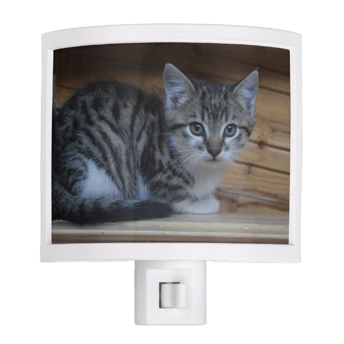 grey and white striped kitten