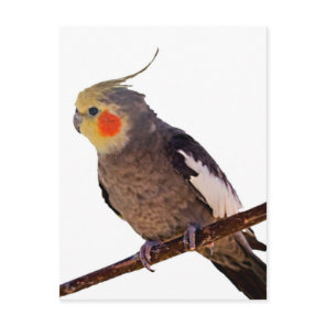 Gray and Yellow Cockatiel Pet Bird Color Photo Postcard