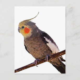 Gray and Yellow Cockatiel Pet Bird Color Photo Postcard