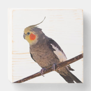 Gray and Yellow Cockatiel Pet Bird Color Photo Wooden Box Sign