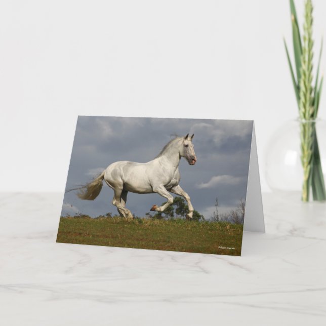 Gray Andalucian Stallion Running against Sky Card (Front)