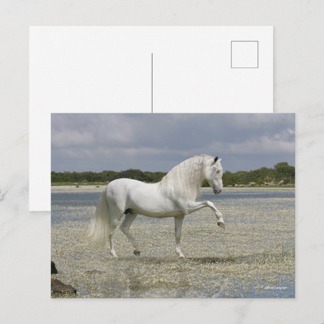 Gray Andalucian Stallion Standing In Lake Postcard (Front/Back)