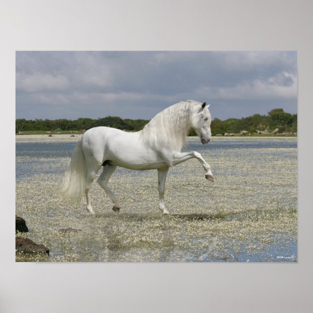 Gray Andalucian Stallion Standing In Lake Poster (Front)