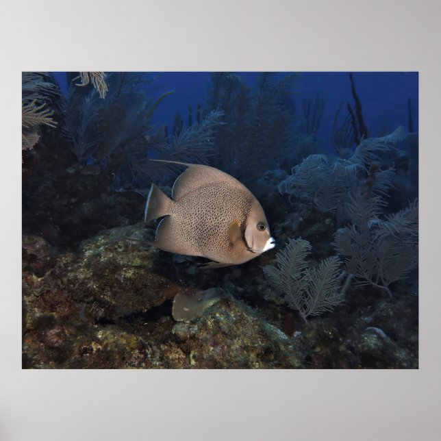 Gray Angelfish on Overcast Day Poster (Front)