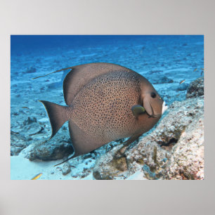 Gray Angelfish Poster