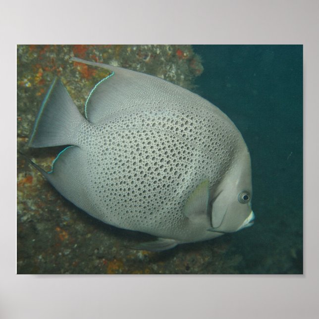 Gray Angelfish, Value Poster Paper (Semi-Gloss) (Front)