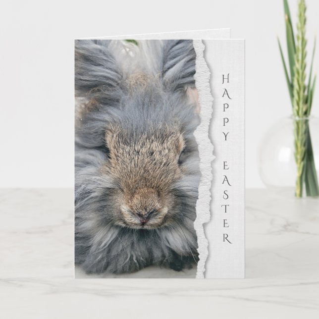 gray angora rabbit for Easter Card (Front)