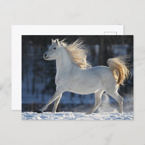 Gray Arab Running In Snow Mane Flowing Postcard