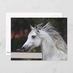 Gray Arab Stallion headshot Mane Flowing Postcard