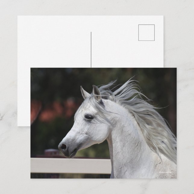 Gray Arab Stallion headshot Mane Flowing Postcard (Front/Back)