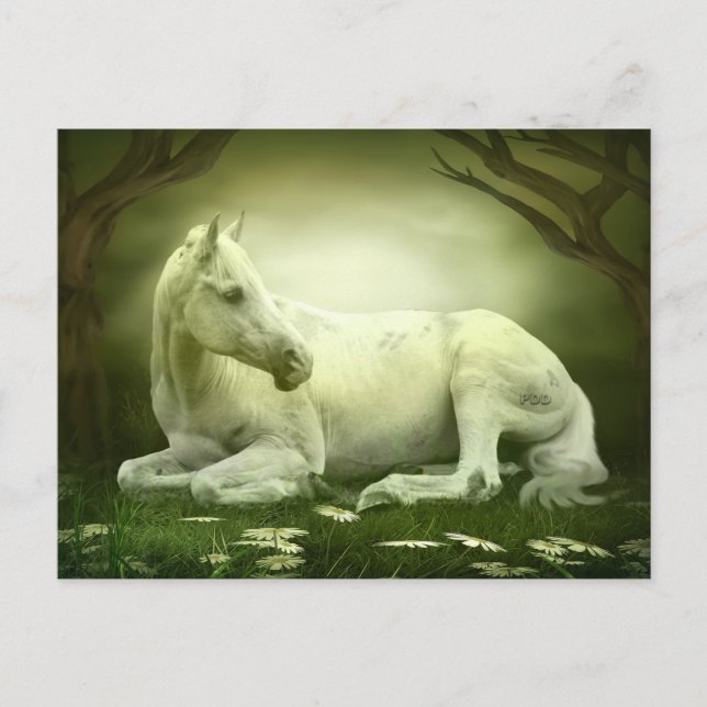 Gray Arabian Horse Postcard (Front)