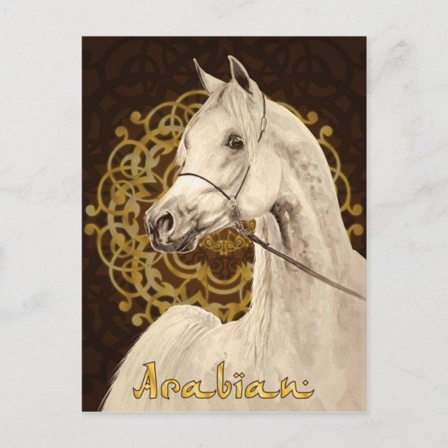 Gray Arabian horse postcard (Front)
