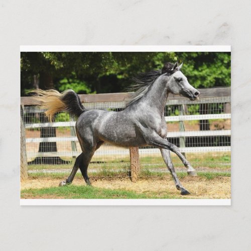 Gray Arabian Stallion Postcard