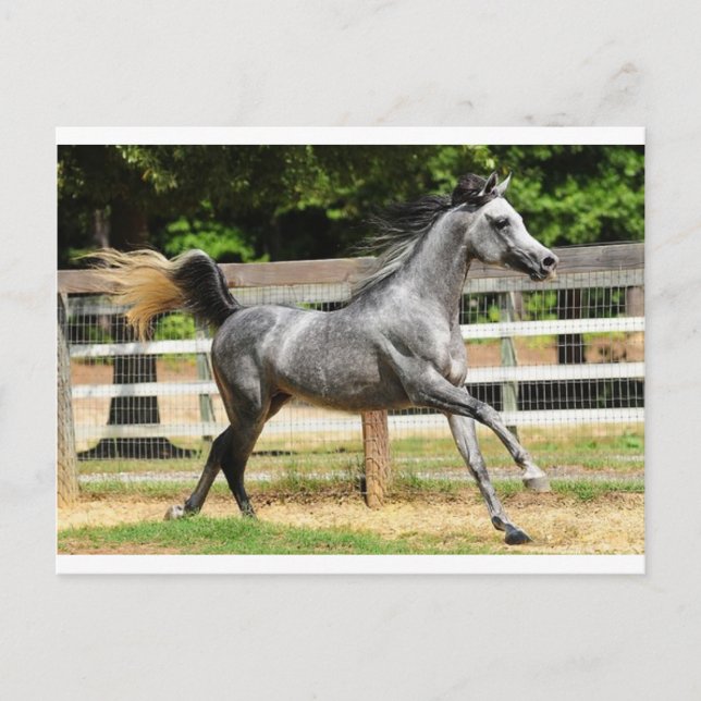 Gray Arabian Stallion Postcard (Front)