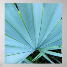 Gray Bismarck Palm Tree Close Up Print