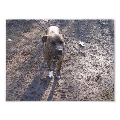 Gray Brindle Pit Bull With Eyes Closed Photo Print | Zazzle