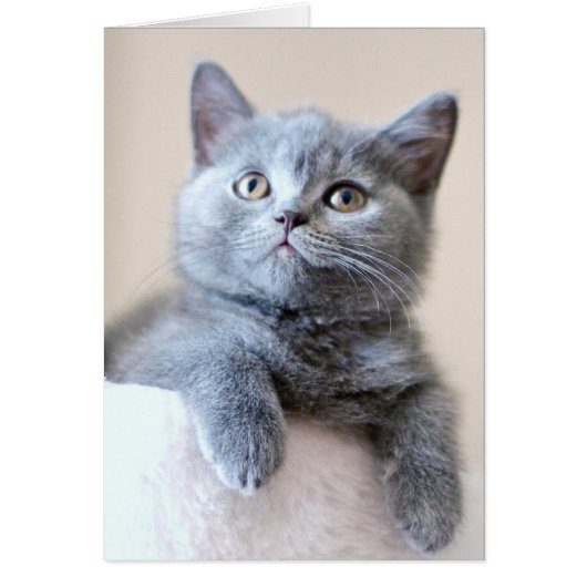 Gray British Shorthair Cat Cards (Front)