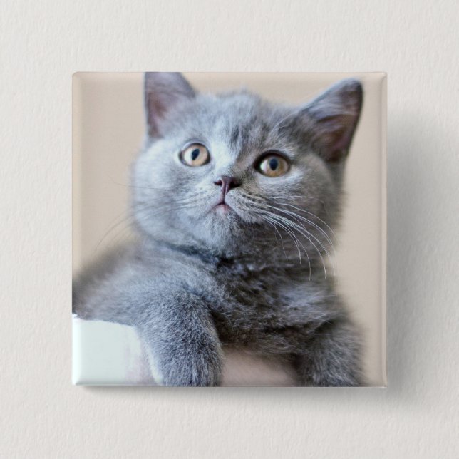 Gray British Shorthair Cat Pinback Button (Front)