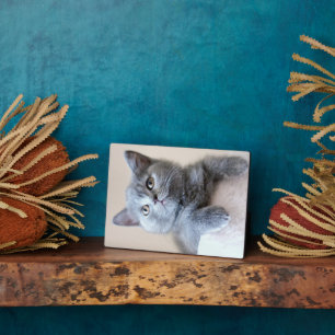 Gray British Shorthair Cat Plaque