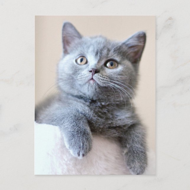 Gray British Shorthair Cat Postcard (Front)