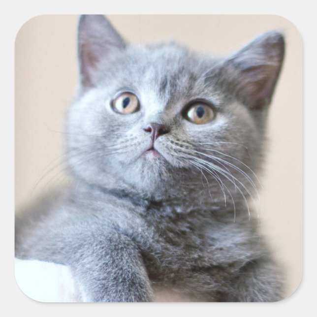 Gray British Shorthair Cat Square Sticker (Front)
