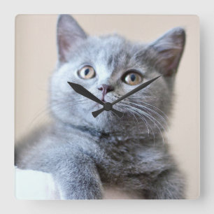 Gray British Shorthair Cat Square Wall Clock