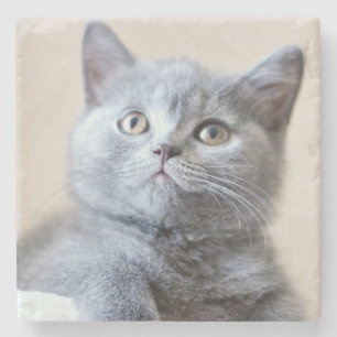Gray British Shorthair Cat Stone Coaster