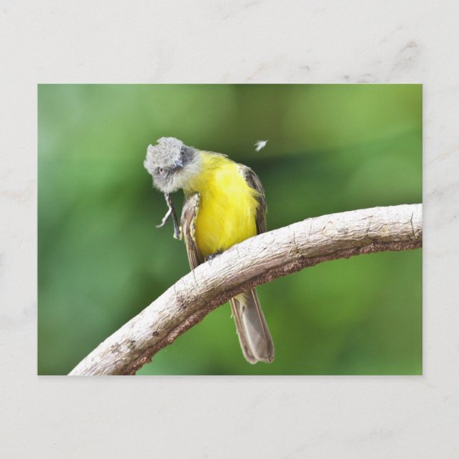 Gray-capped Flycatcher Postcard (Front)