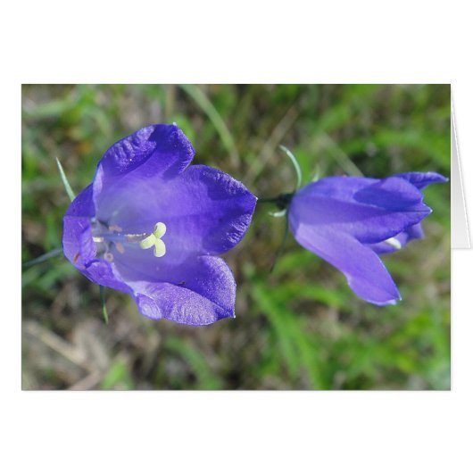 Gray card blue flower pair, blank (Front Horizontal)