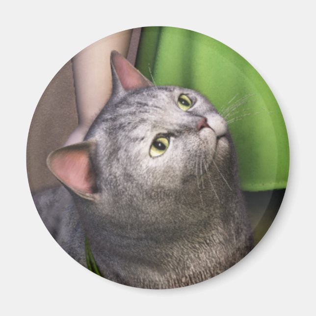 Gray Cat 3 Magnet (Front)