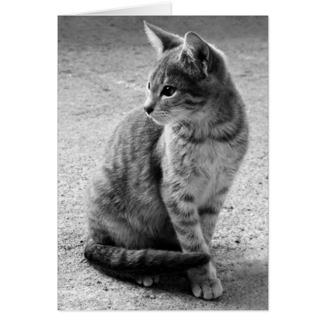 Gray Cat Card (Front)