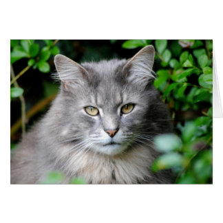 Gray Cat Cards