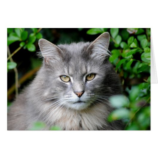 Gray Cat Cards (Front Horizontal)