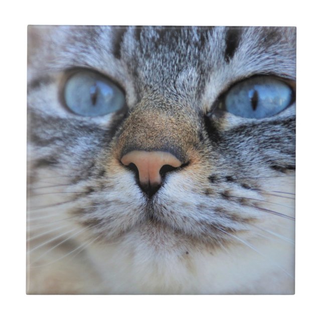 Gray Cat Ceramic Tile (Front)