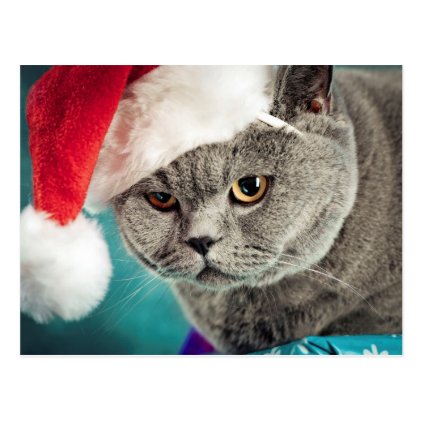 Gray cat christmas - Christmas cat -kitten cat Postcard