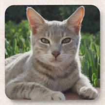 Gray Cat Coasters