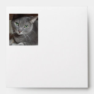 Gray Cat Cuteness Envelope