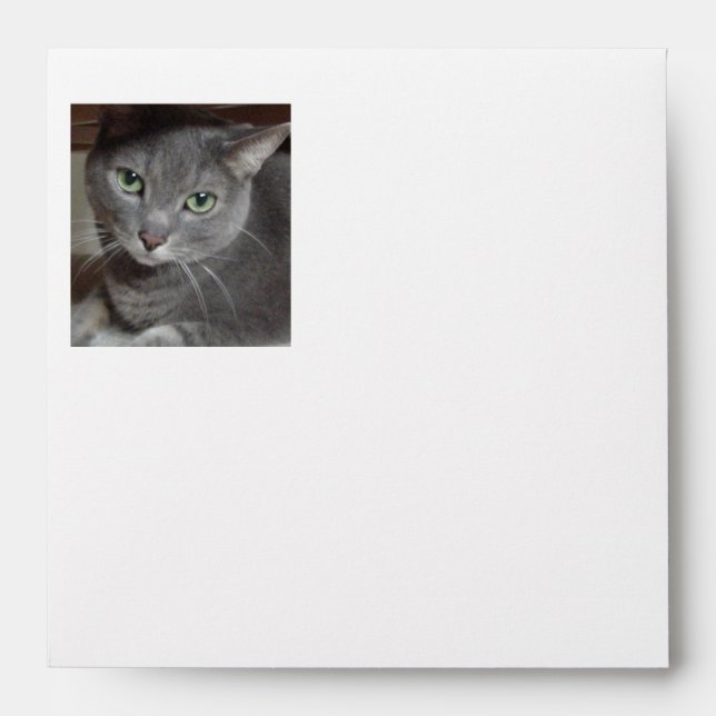 Gray Cat Cuteness Envelope (Front)