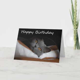 Gray Cat Happy Birthday Card