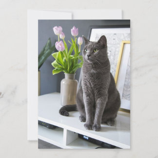 Gray Cat in an office. Holiday Card