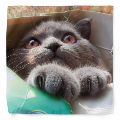 Gray cat in cardboard box bandana