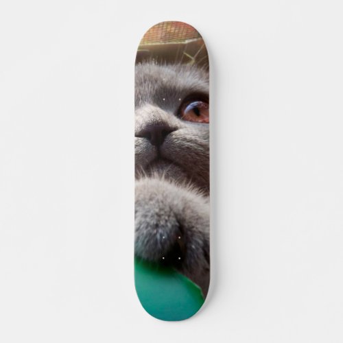 Gray cat in cardboard box skateboard